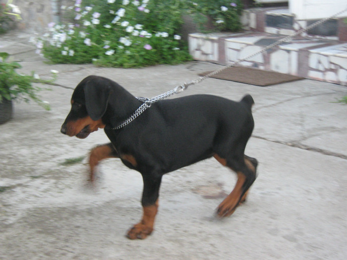 IMG_2310 - Dobermanul meu