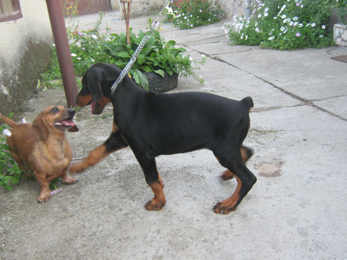 IMG_2311 - Dobermanul meu