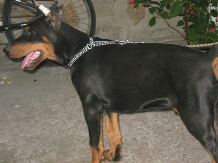 IMG_2451 - Dobermanul meu