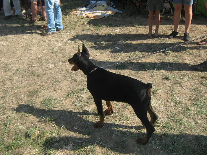 IMG_2506 - Dobermanul meu