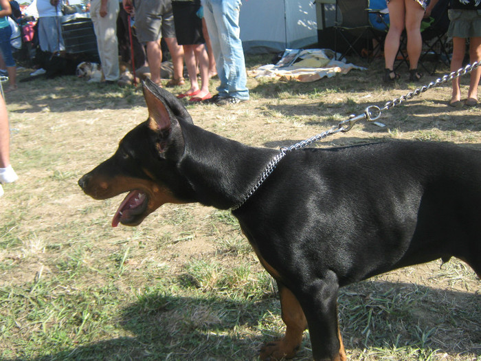 IMG_2507 - Dobermanul meu