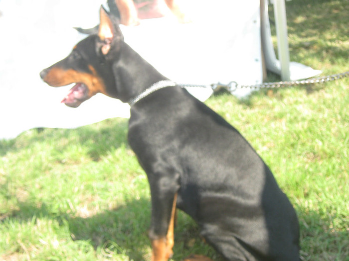 IMG_2520 - Dobermanul meu