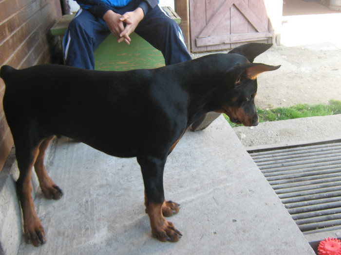 IMG_2529 - Dobermanul meu