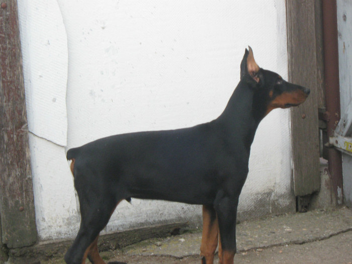 IMG_2539 - Dobermanul meu