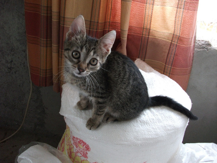 Picture 017 - pisicile mele