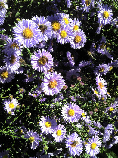 2012-09-23 13.30.35 - Aster