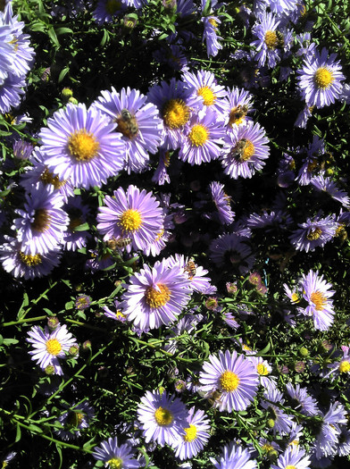 2012-09-23 13.30.38 - Aster