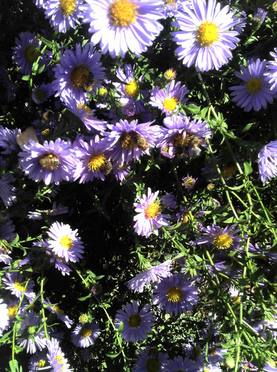 2012-09-23 13.30.45 - Aster