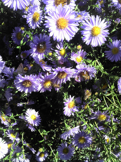 2012-09-23 13.30.53 - Aster