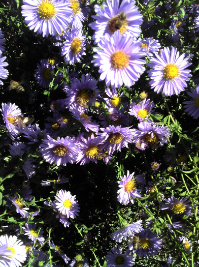 2012-09-23 13.30.57 - Aster