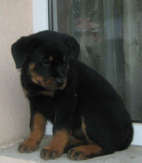 Pui (If vom Hause Onul&Zeta Cusnir House) - 08-Pui Rottweiler