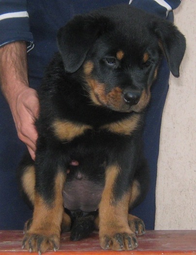 Pui (If vom Hause Onul&Zeta Cusnir House) - 08-Pui Rottweiler