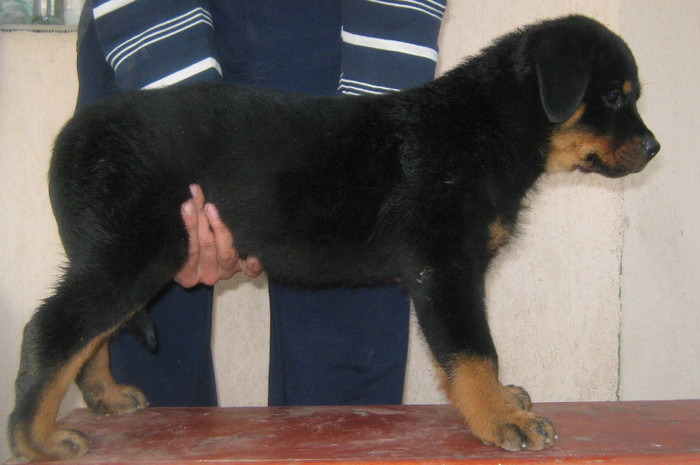 Pui (If vom Hause Onul&Zeta Cusnir House) - 08-Pui Rottweiler