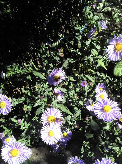 2012-09-23 13.31.03 - Aster