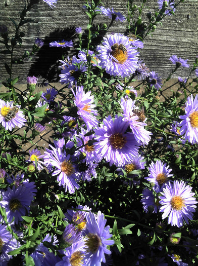 2012-09-23 13.31.09 - Aster