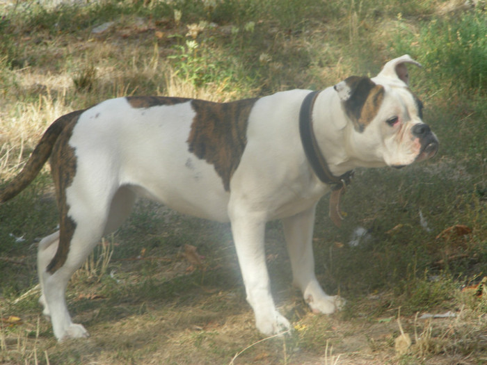 DSCF0141 - 01-FEMELA AMERICAN BULLDOG-Viky