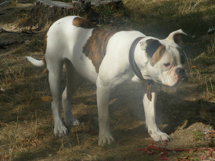 DSCF0147 - 01-FEMELA AMERICAN BULLDOG-Viky