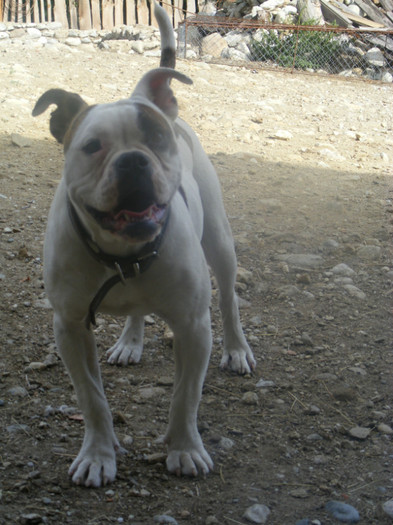 DSCF0172 - 01-FEMELA AMERICAN BULLDOG-Viky