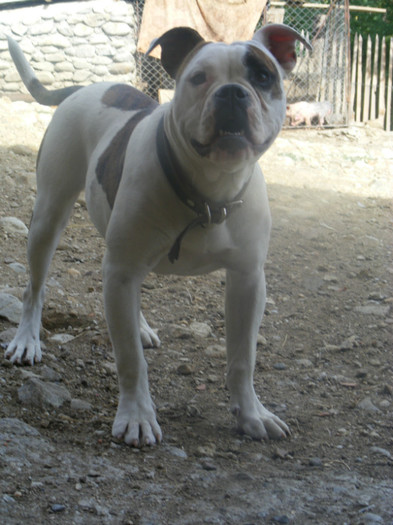 DSCF0193 - 01-FEMELA AMERICAN BULLDOG-Viky