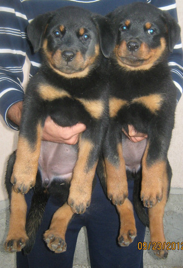 Pui (If vom Hause Onul&Zeta Cusnir House) - 08-Pui Rottweiler