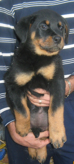 Pui (If vom Hause Onul&Zeta Cusnir House) - 08-Pui Rottweiler