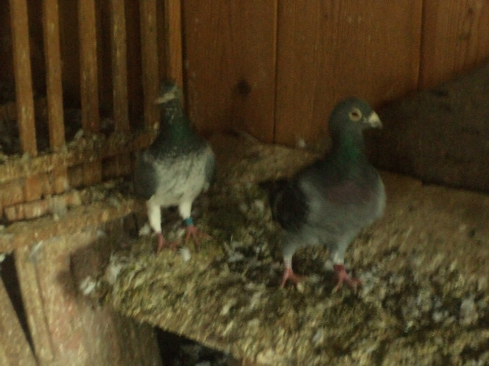 belgian 2007 si femela