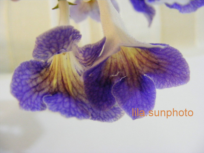  - streptocarpus SPLIT