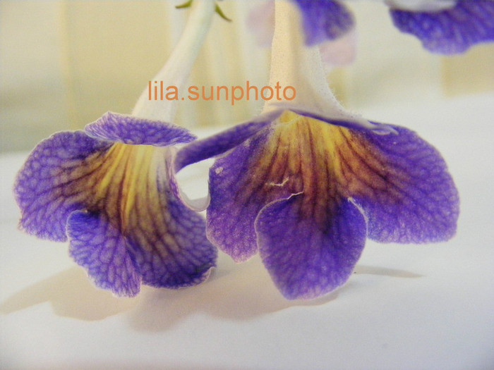  - streptocarpus SPLIT