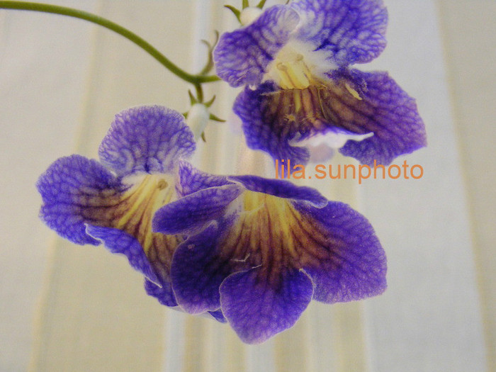  - streptocarpus SPLIT