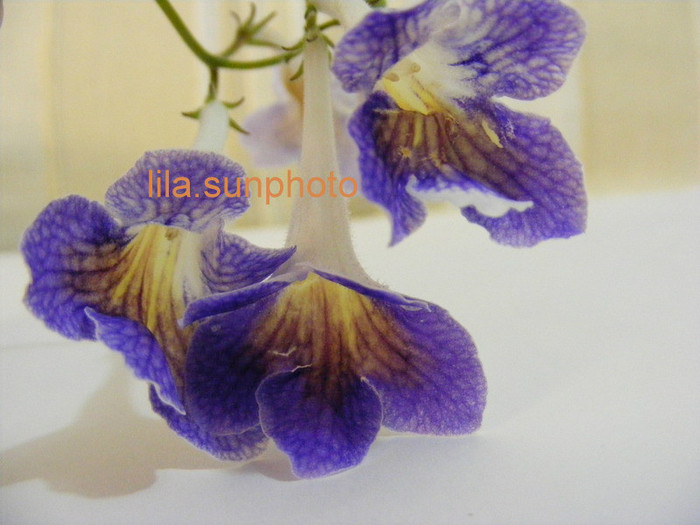  - streptocarpus SPLIT