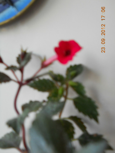 doi din cei trei rosii