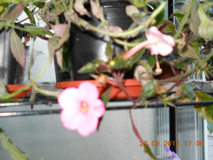 de la dianadia