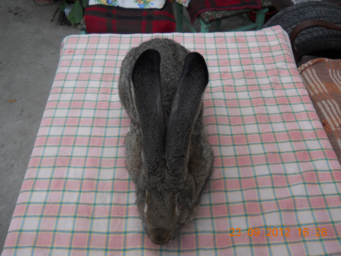 RO28 LG32 (F); 7,100kg
6 luni jumate
