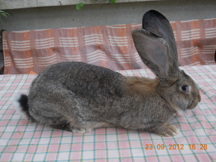 RO31 LG32 (F); 6,200kg
6 luni jumate
