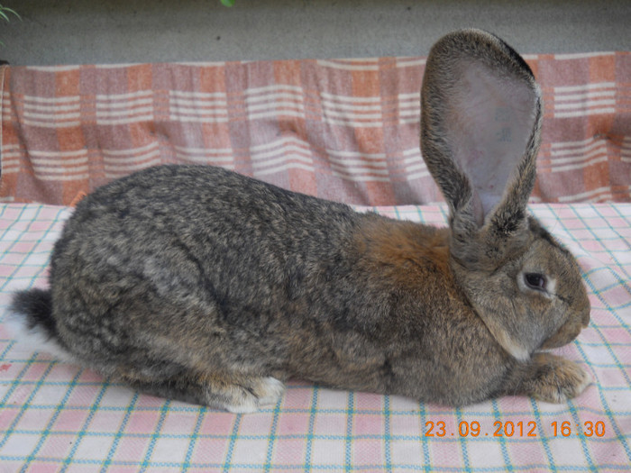 RO44 LG32 (M); 6kg
6luni
