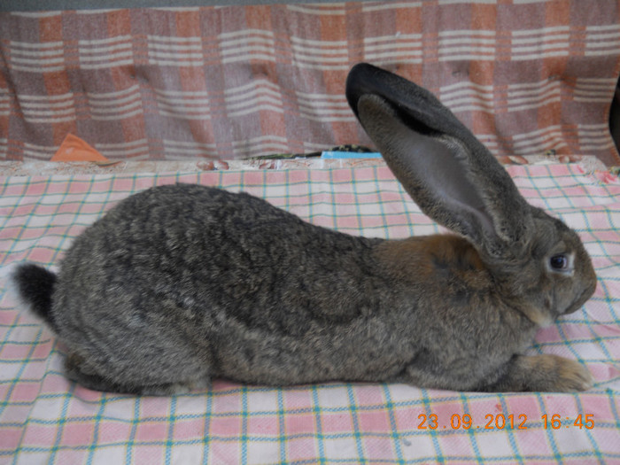 RO27 LG32 (F); 6,300kg 
6 luni jumate
