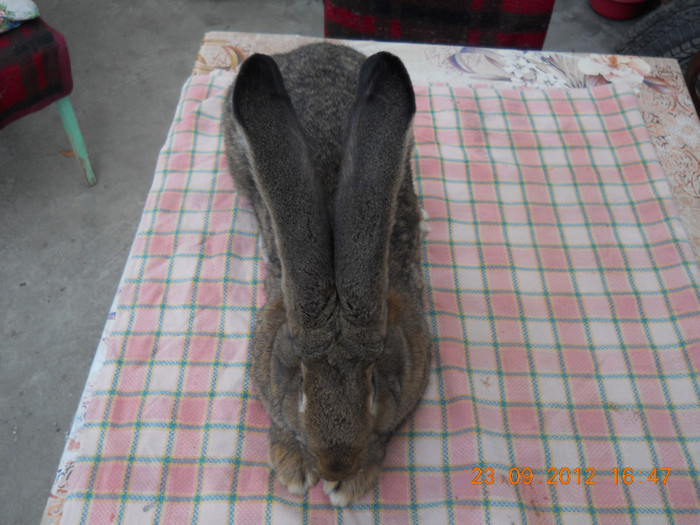 RO27 LG32 (F); 6,300kg
6luni jumate
