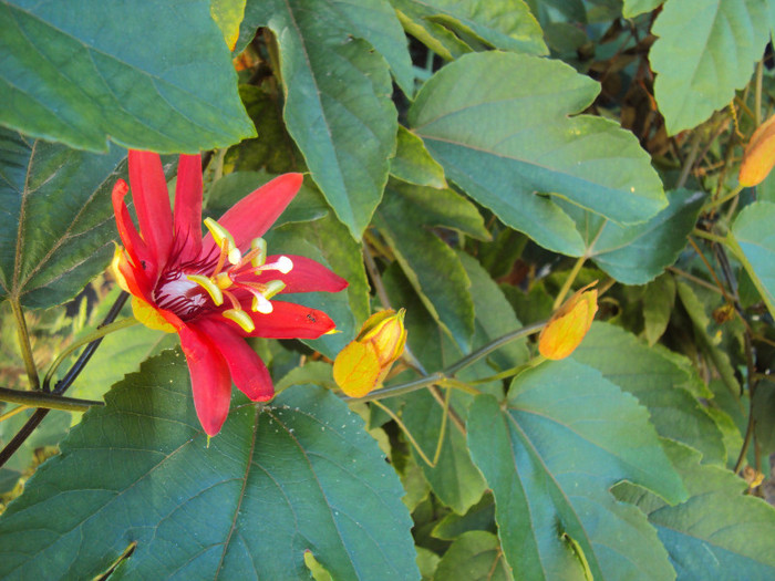 DSC00695 - Passiflora