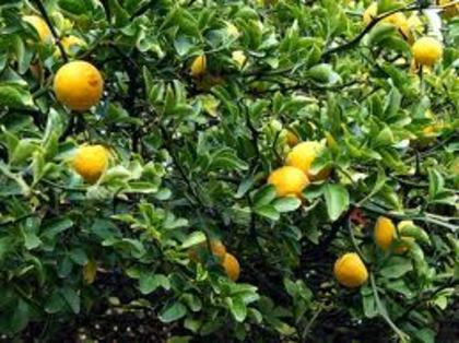 lamai trifoliat (Poncirus Trifoliata); lamai trifoliat sau bitter orange
