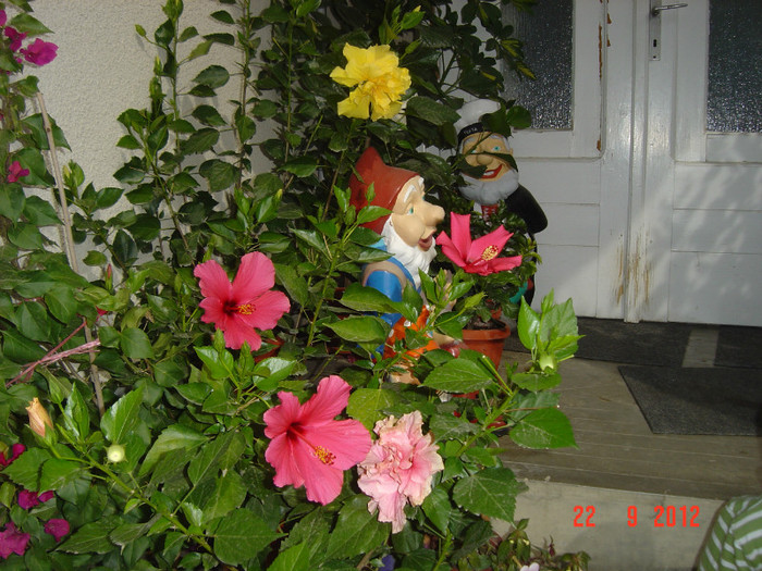 Picture 465 - 09-2012-HIBISCUS