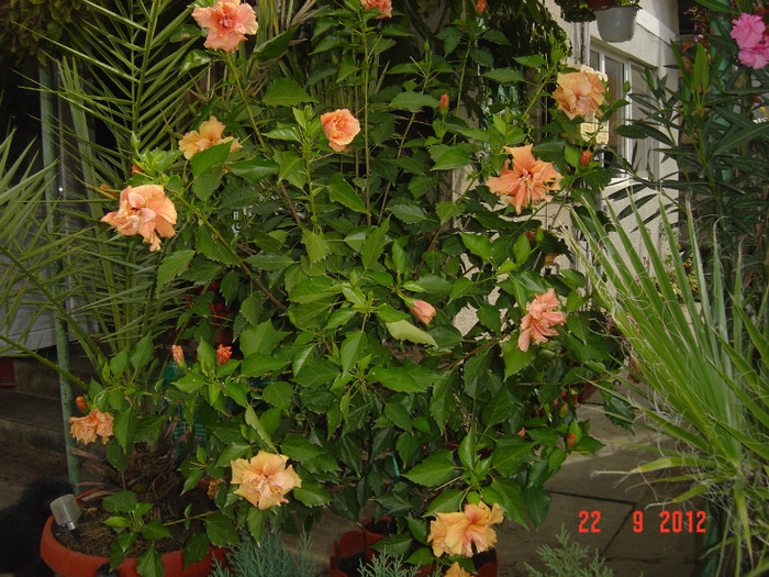 Picture 462 - 09-2012-HIBISCUS