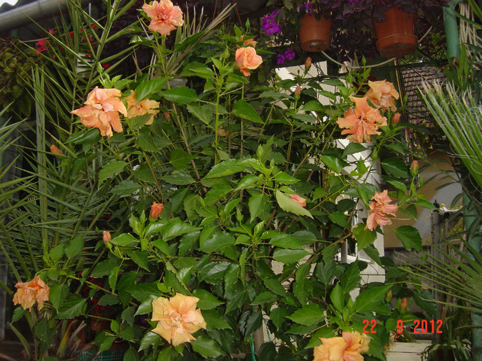 Picture 463 - 09-2012-HIBISCUS