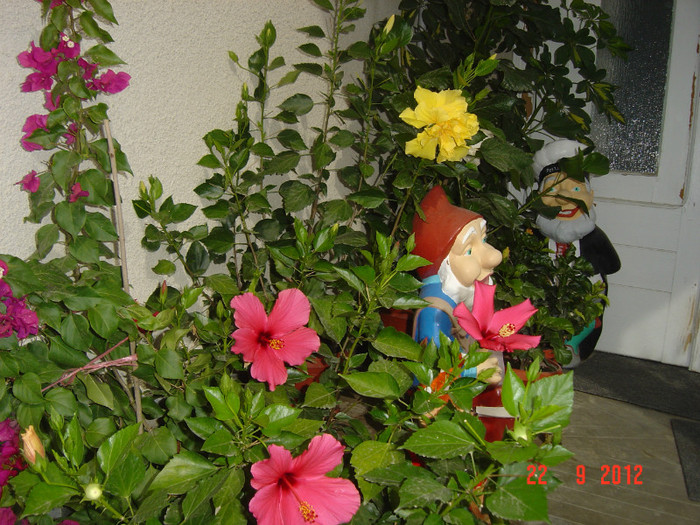 Picture 464 - 09-2012-HIBISCUS