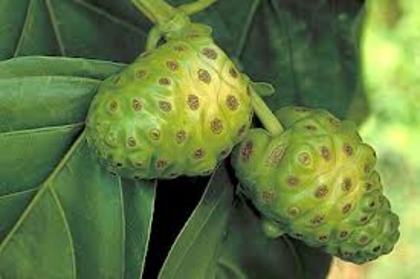 images (10) - Noni-Morinda Citrifolia-disponibil din toamna