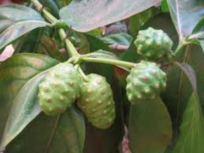 images (22) - Noni-Morinda Citrifolia-disponibil din toamna