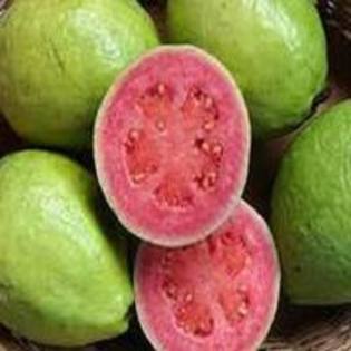 guava 1 - Guava-psidium guajave