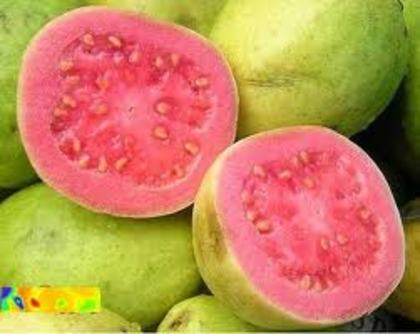 guava 1112) - Guava-psidium guajave