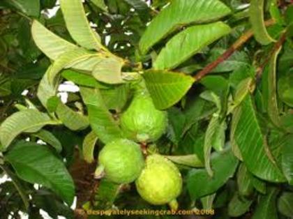 images (40) - Guava-psidium guajave