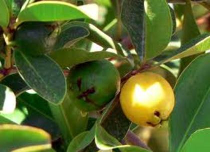 guava (12) - Guava-psidium guajave