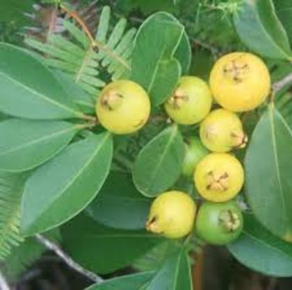 guava - Guava-psidium guajave
